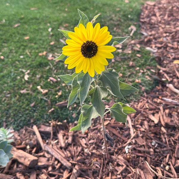 🏆🐢♥️ Slow and Steady WILL win this race.  Happy Autumn!